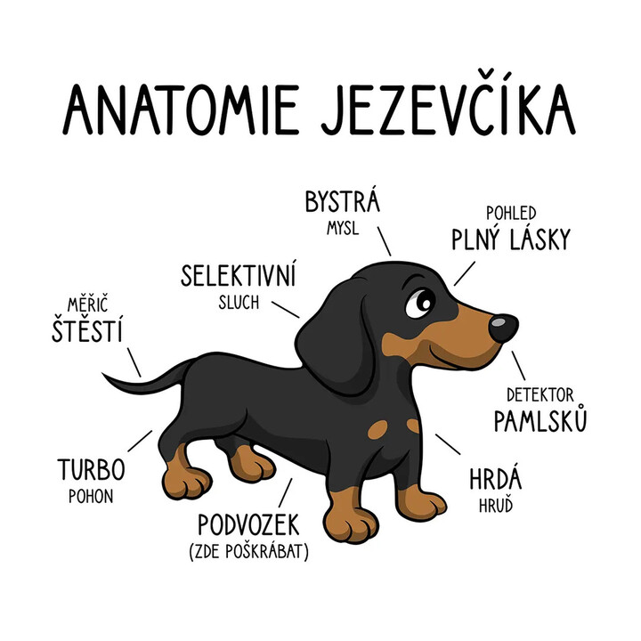 Anatomie jezevčíka  - dámské tričko s potiskem