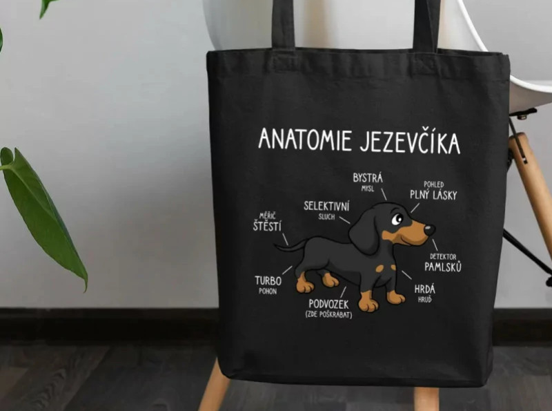 Malý pes, velké ego – seznamte se s jezevčíkem!